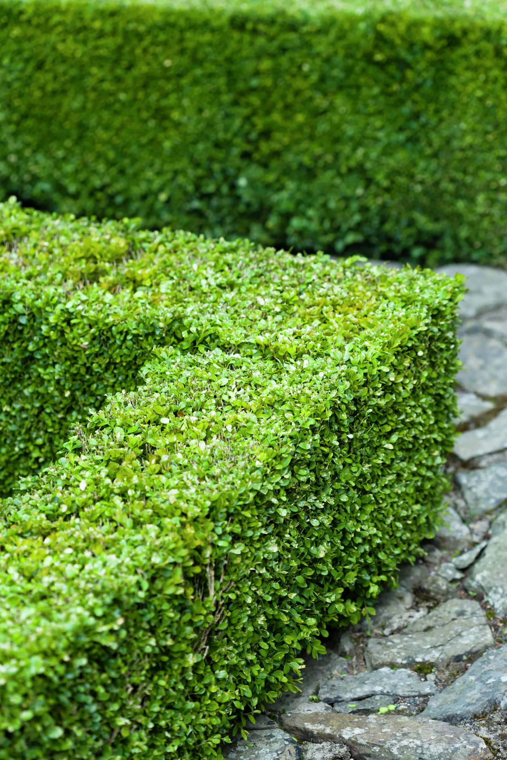 Buxbom 15-20cm>Omnia garden New