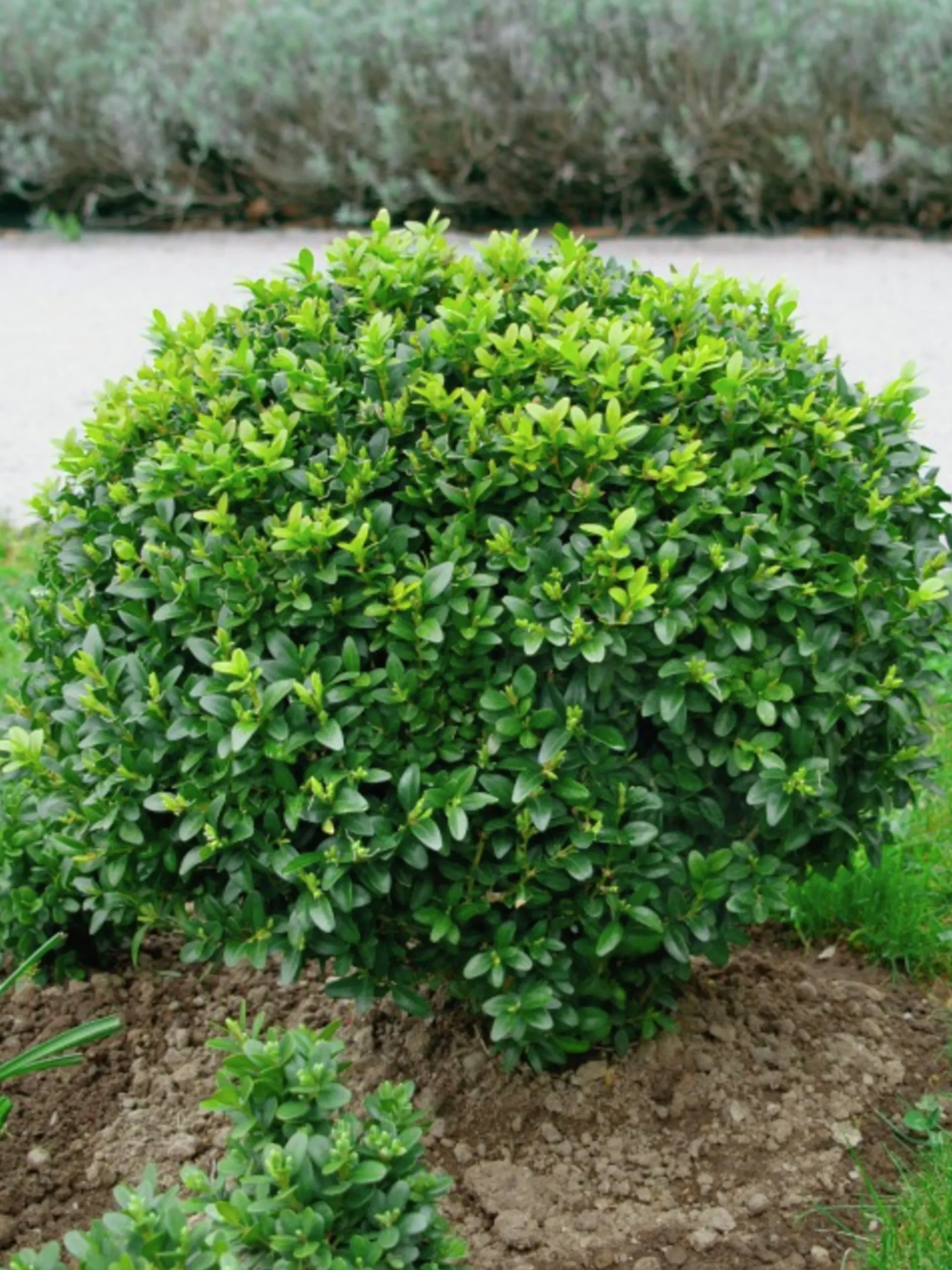 Buxbom 15-20cm>Omnia garden New