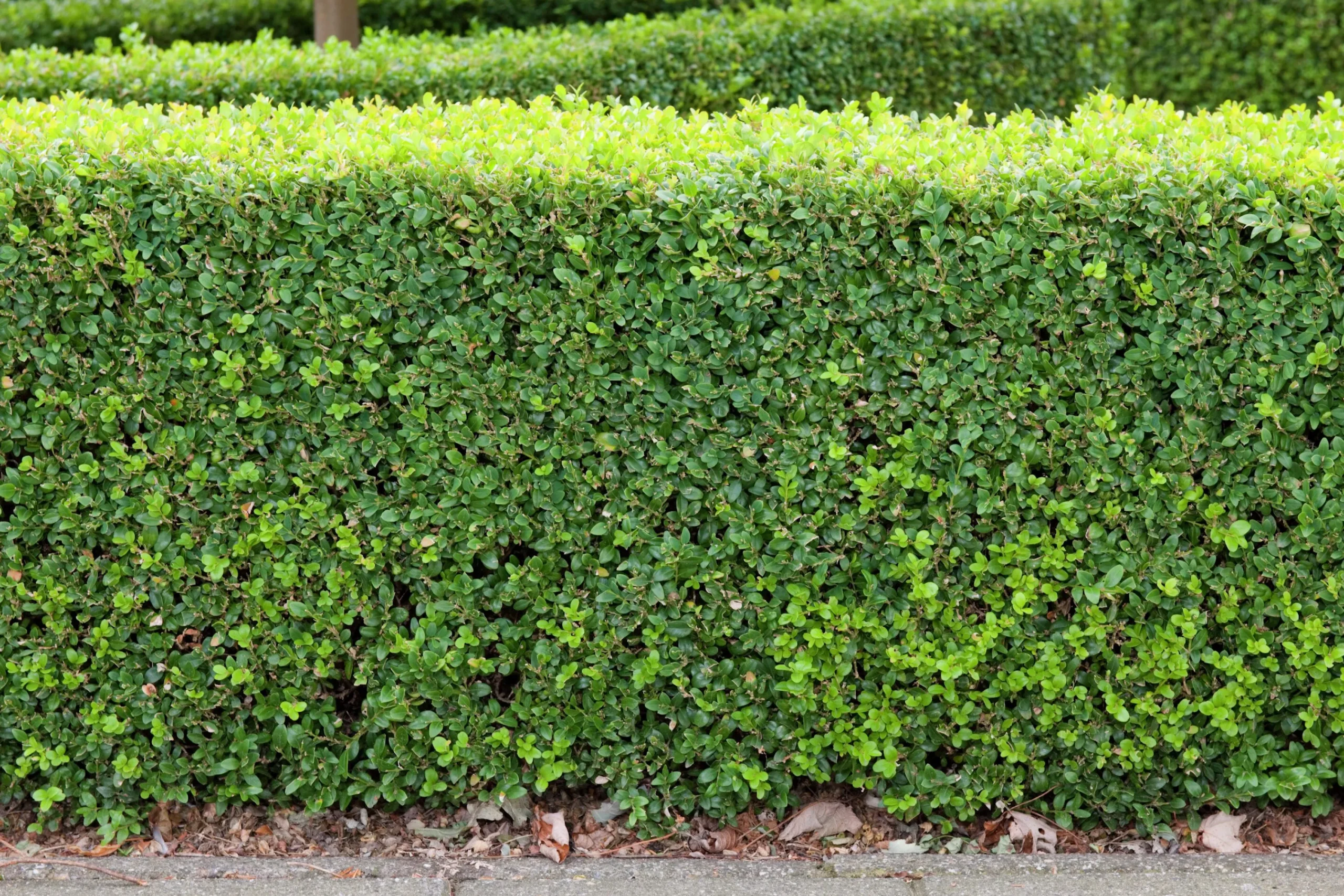 Buxbom 15-20cm>Omnia garden New