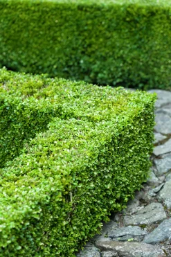 Buxbom 30-40cm>Omnia garden Discount