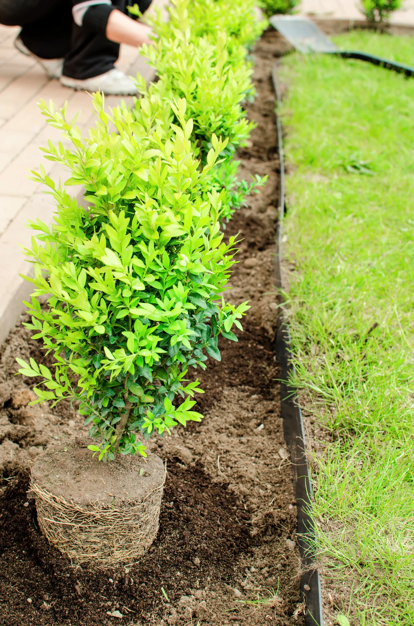Buxbom 30-40cm>Omnia garden Discount