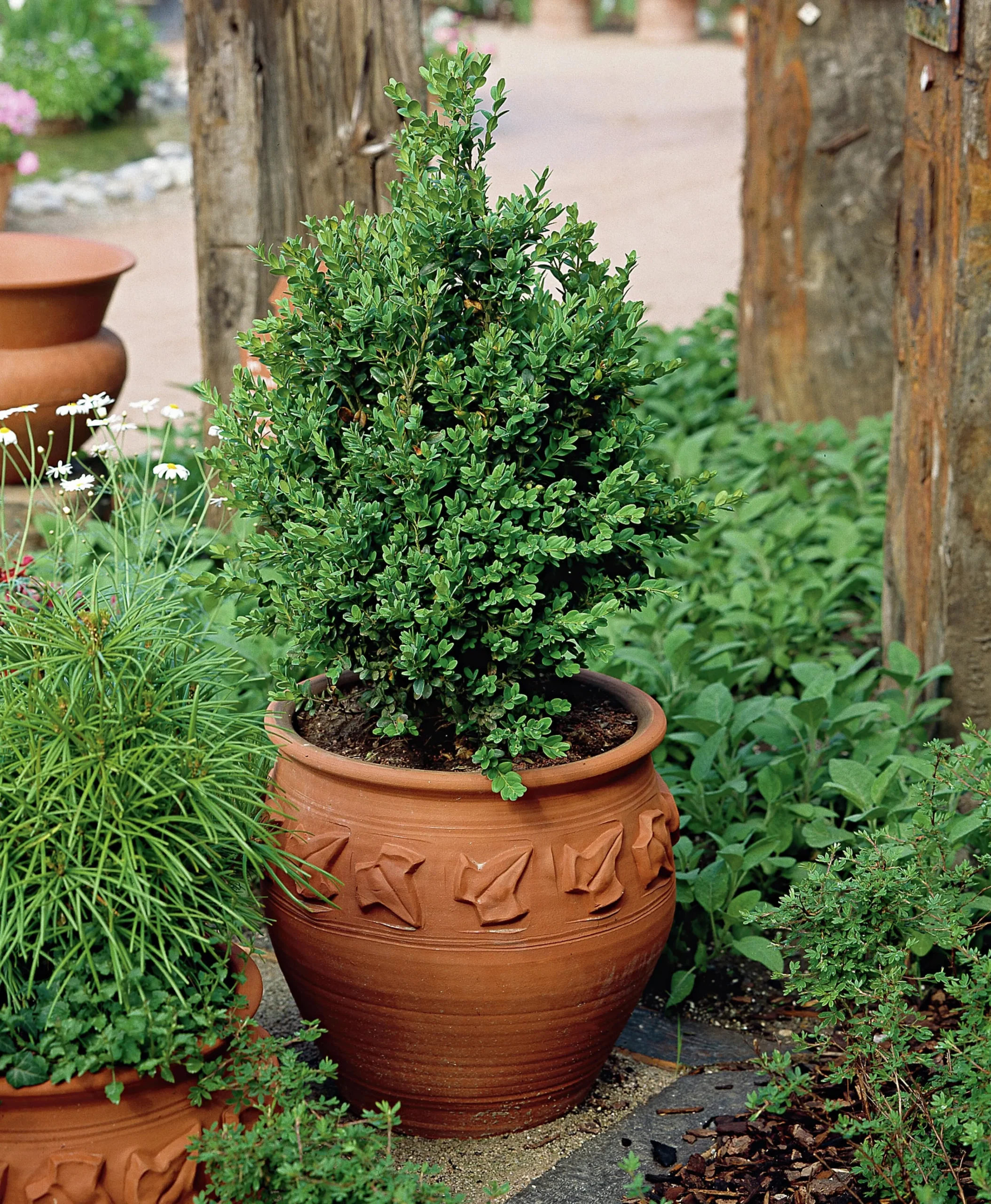 Buxbom 30-40cm Krukodlad>Omnia garden Online