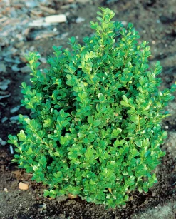 Buxbom 'Faulkner' 15-20cm>Omnia garden Sale