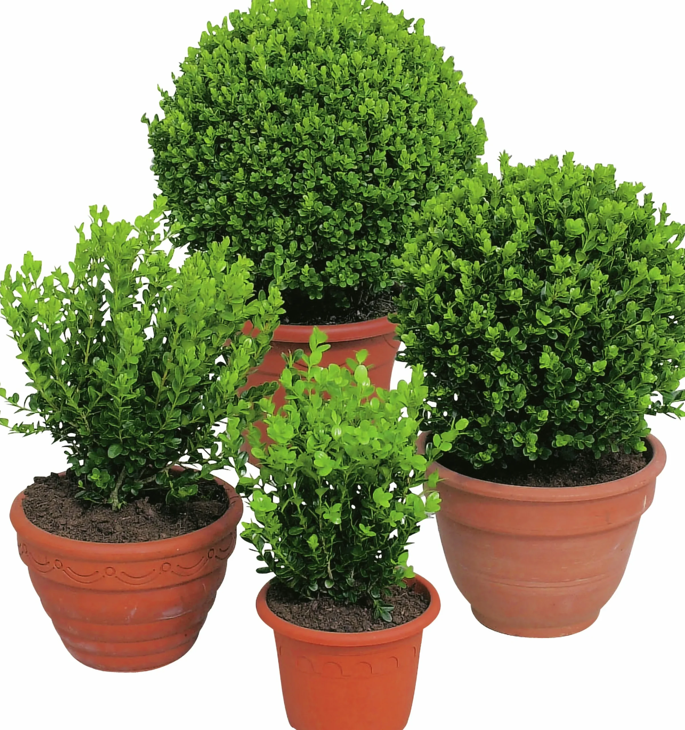 Buxbom 'Faulkner' 20-30cm>Omnia garden Best