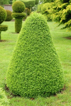Buxbom Pyramid Krukodlad>Omnia garden Hot