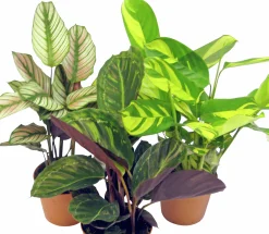 Calathea lat. Calathea spp. Mix 65cm>Mäster Grön New