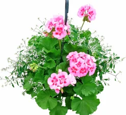 Calliope & Snötörel Mixampel 27cm>Mäster Grön Outlet