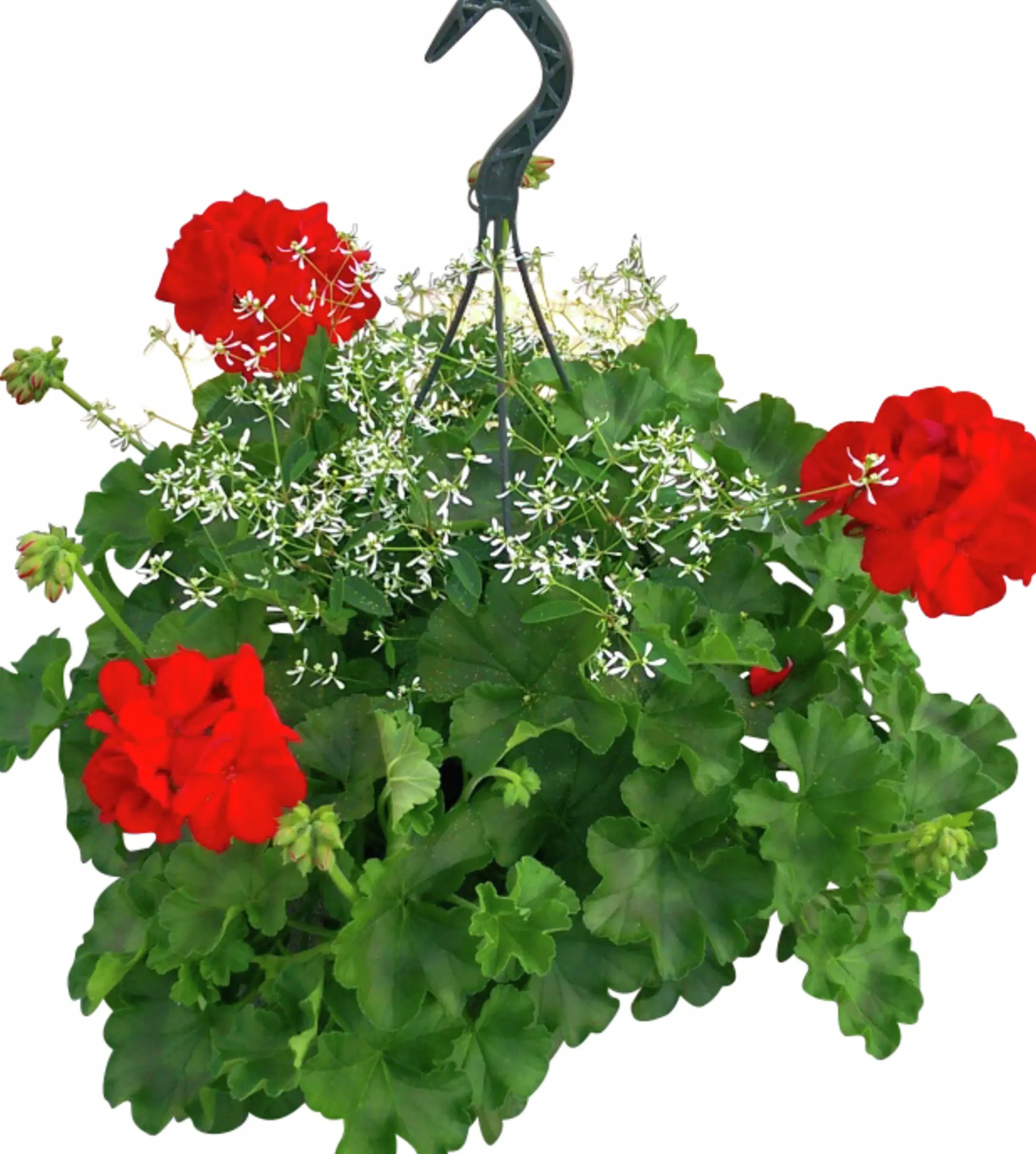 Calliope & Snötörel Mixampel 27cm>Mäster Grön Outlet