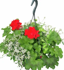 Calliope & Snötörel Mixampel 27cm><noscript><img width=