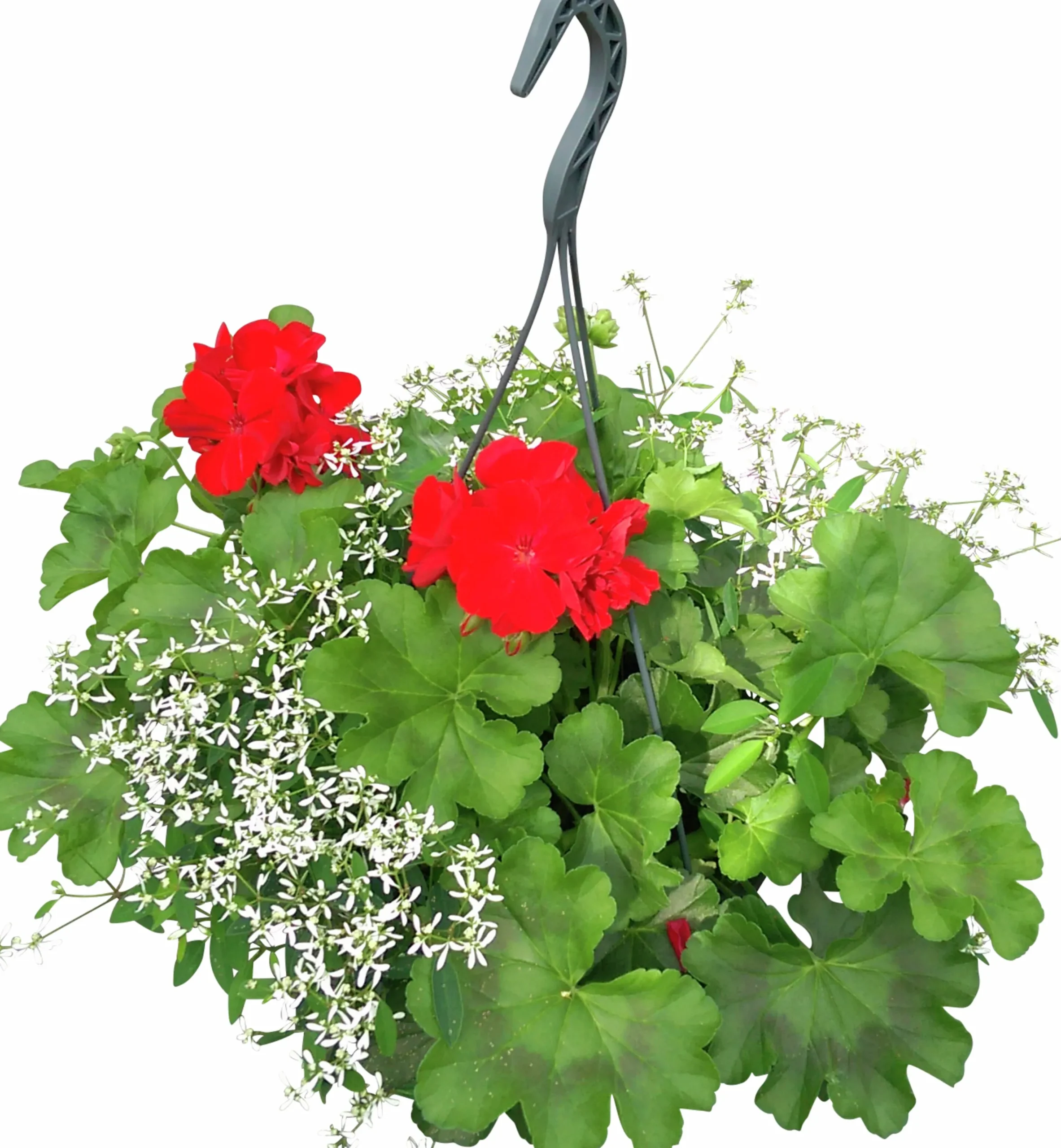 Calliope & Snötörel Mixampel 27cm>Mäster Grön Outlet