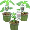 Chili Krav 12cm>Mäster Grön Discount