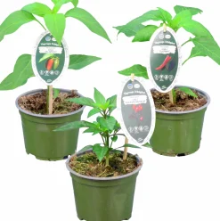 Chili Krav 12cm>Mäster Grön Discount
