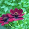 Chokladblomma lat. Cosmos atrosanguineus>Mäster Grön New