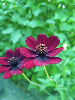 Chokladblomma lat. Cosmos atrosanguineus>Mäster Grön New