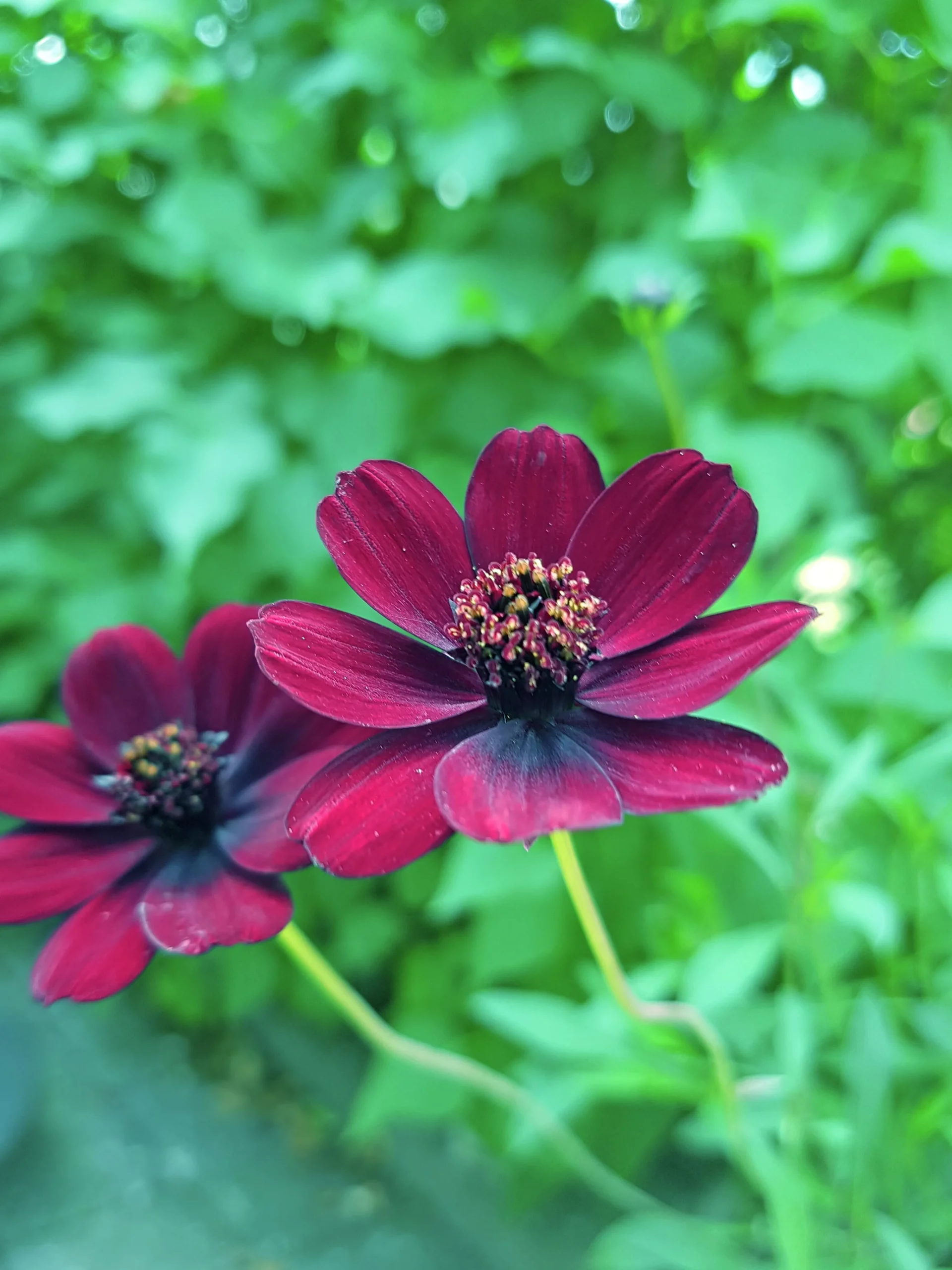 Chokladblomma lat. Cosmos atrosanguineus>Mäster Grön New