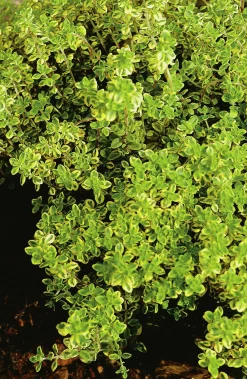 Citrontimjan ’Aureus’>Omnia garden Best