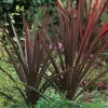 Cordyline lat. Cordyline australis 'Red Star' 90-100cm>Danblumen Online