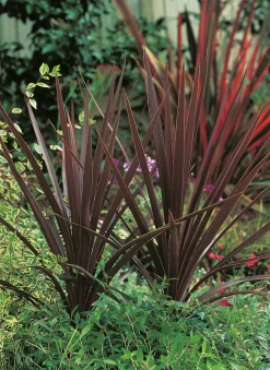 Cordyline lat. Cordyline australis 'Red Star' 90-100cm>Danblumen Online