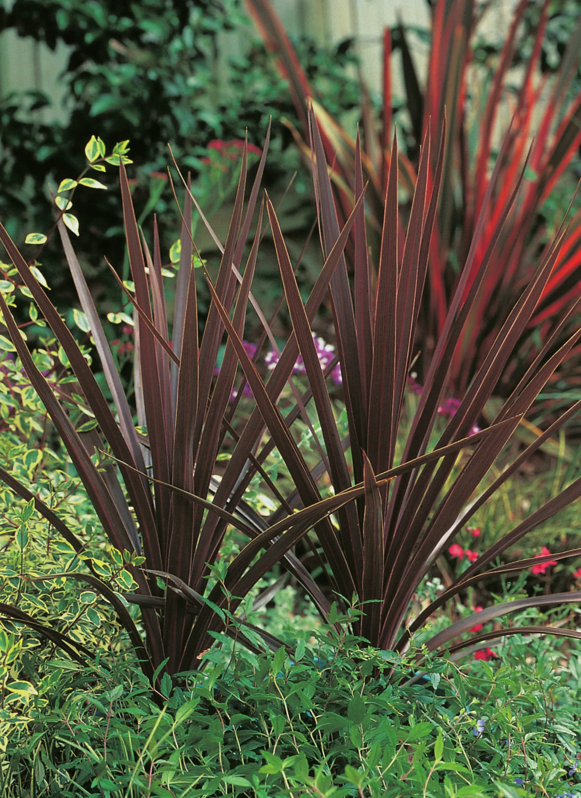 Cordyline lat. Cordyline australis 'Red Star' 90-100cm>Danblumen Online