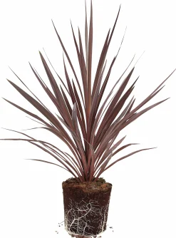 Cordyline lat. Cordyline australis 'Red Star' 90-100cm>Danblumen Online