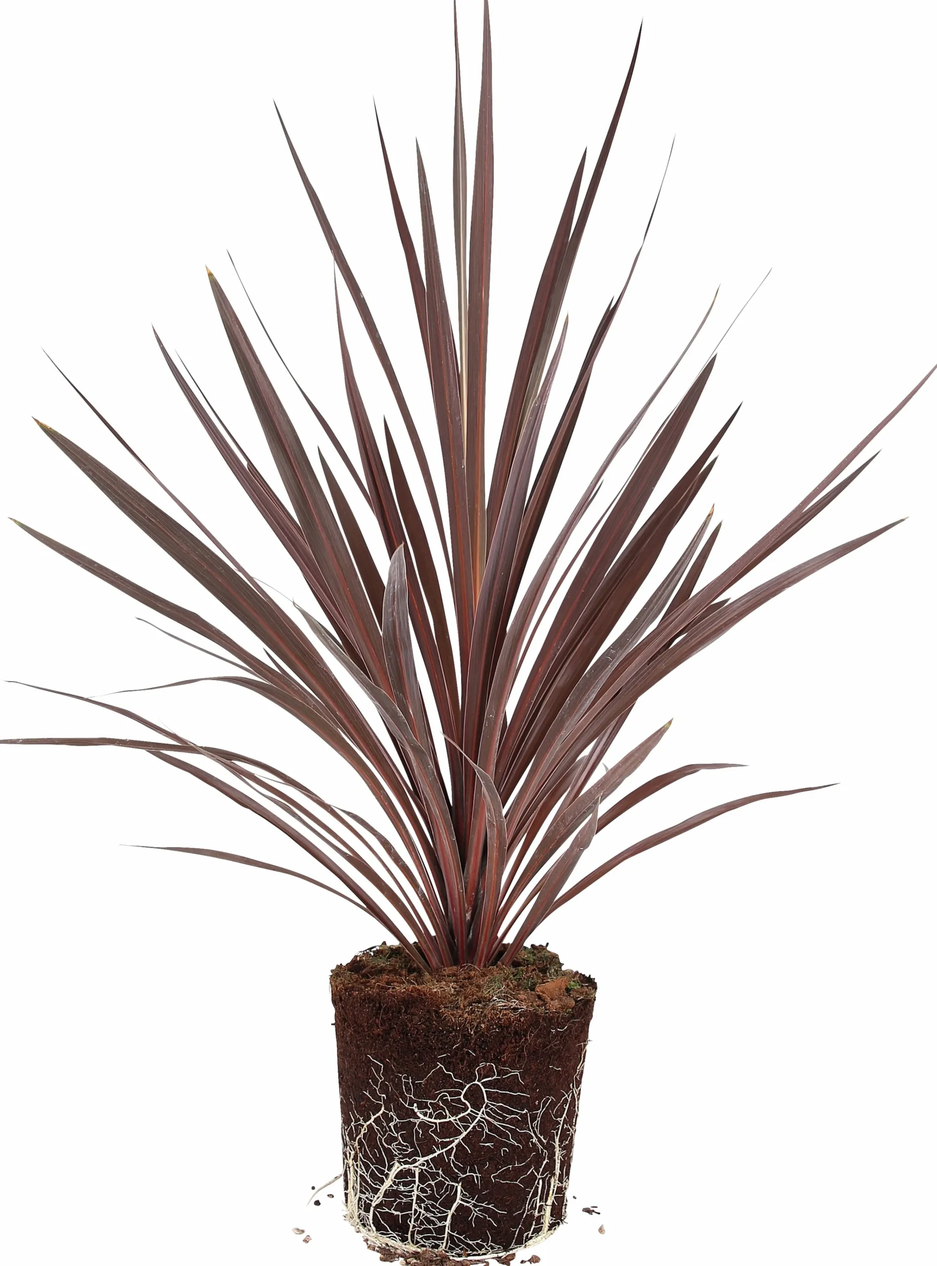 Cordyline lat. Cordyline australis 'Red Star' 90-100cm>Danblumen Online