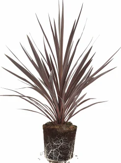 Cordyline 'Red Star' 13cm>Danblumen Online