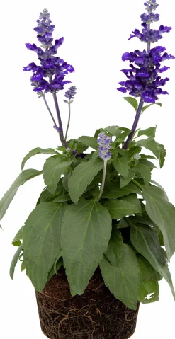 Daggsalvia lat. Salvia farinacea>Mäster Grön Clearance