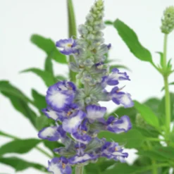 Daggsalvia lat. Salvia farinacea>Mäster Grön Clearance