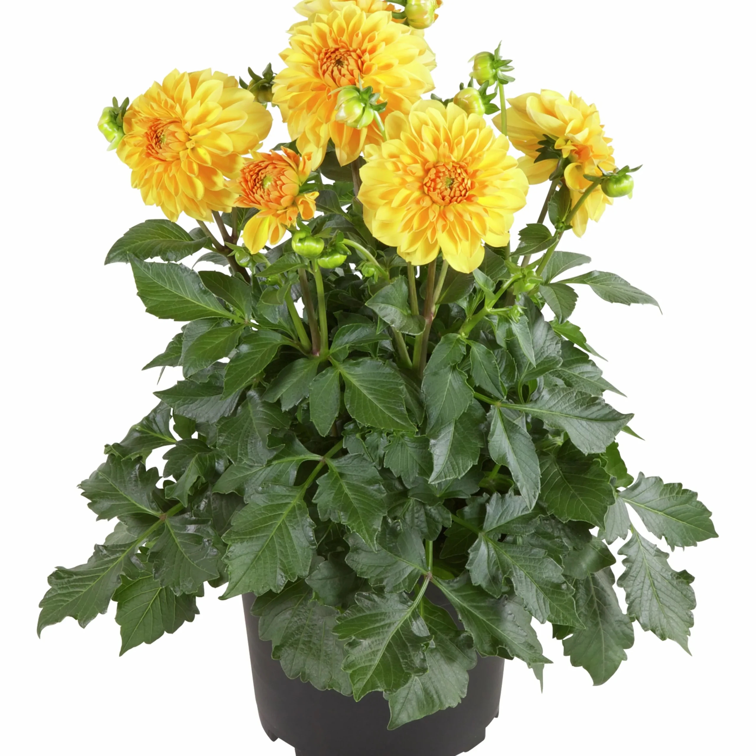 Dahlia lat. Dahlia x pinnata 'Gallery'>Mäster Grön New
