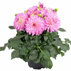 Dahlia lat. Dahlia x pinnata 'Gallery'><noscript><img width=