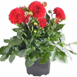 Dahlia lat. Dahlia x pinnata 'Gallery'><noscript><img width=