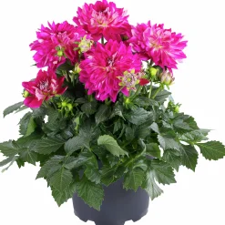 Dahlia lat. Dahlia x pinnata 'Gallery'><noscript><img width=