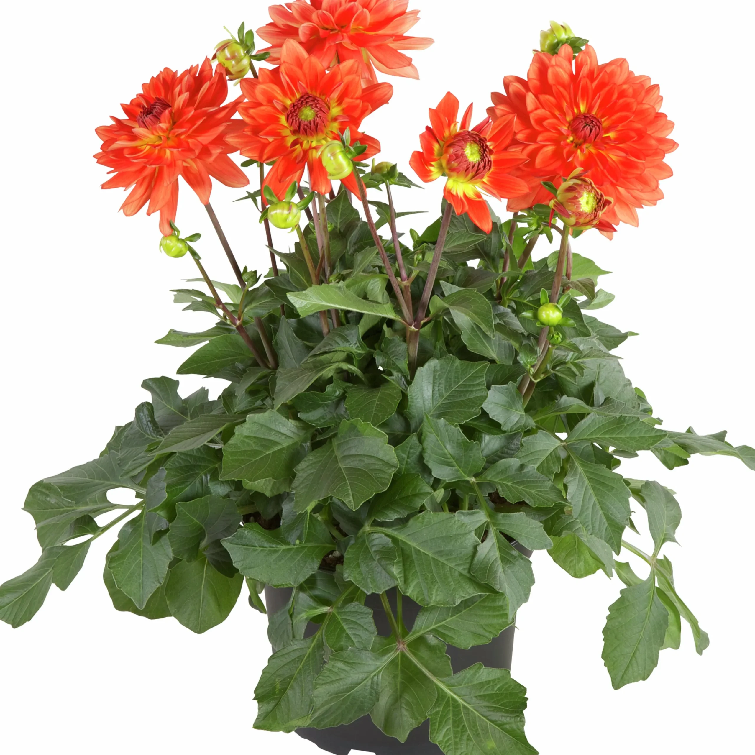 Dahlia lat. Dahlia x pinnata 'Gallery'>Mäster Grön New