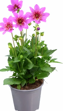 Dahlia Starburst Pink 14cm>Mäster Grön Sale