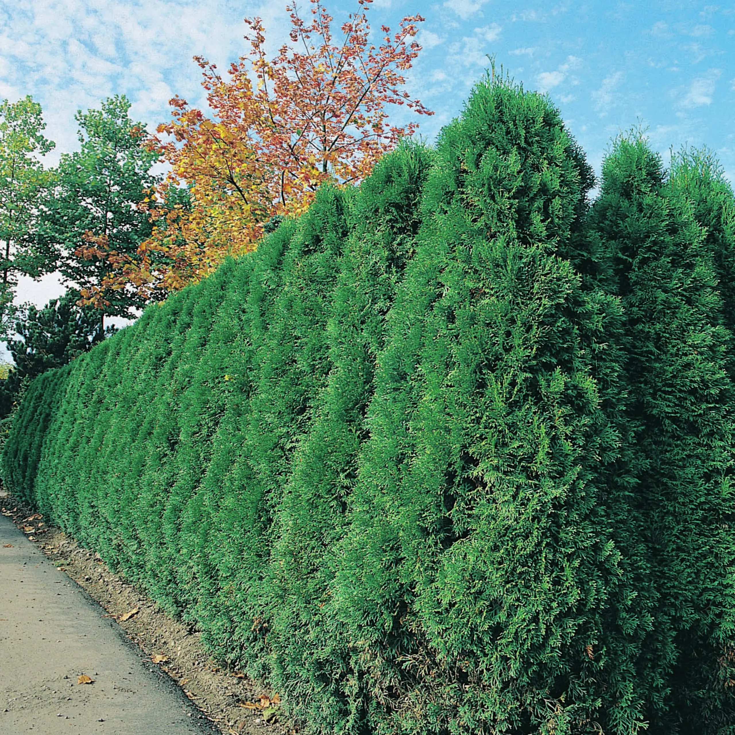Ädeltuja 'Smaragd' 40-60cm>Omnia garden Outlet