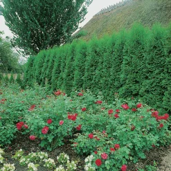 Ädeltuja 'Smaragd' 40-60cm>Omnia garden Outlet