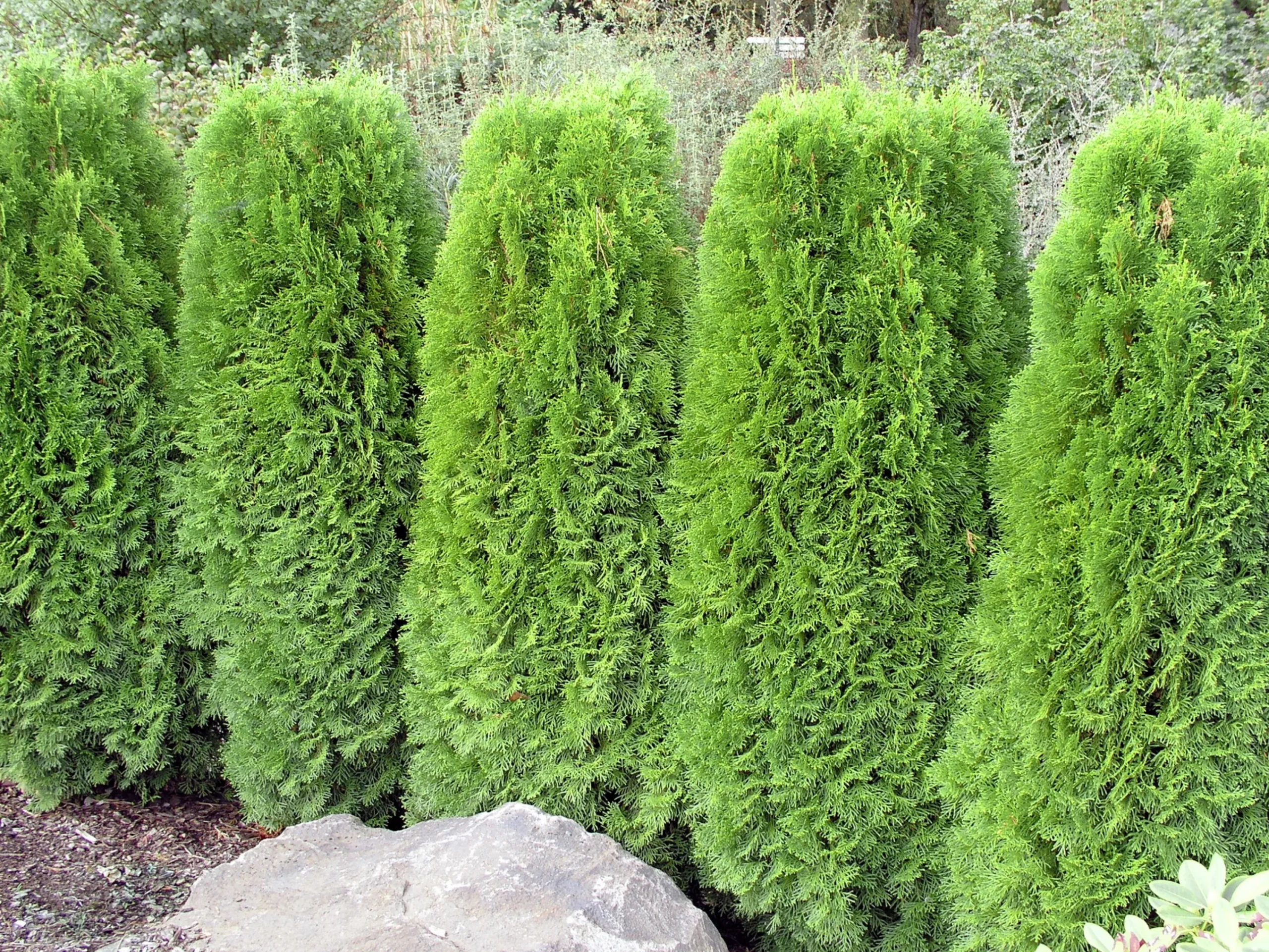 Ädeltuja 'Smaragd' 80-100cm>Omnia garden Outlet
