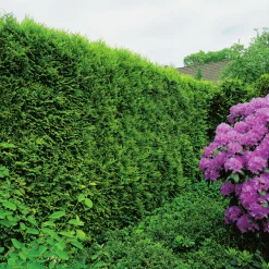 Ädeltuja 'Smaragd' 80-100cm><noscript><img width=