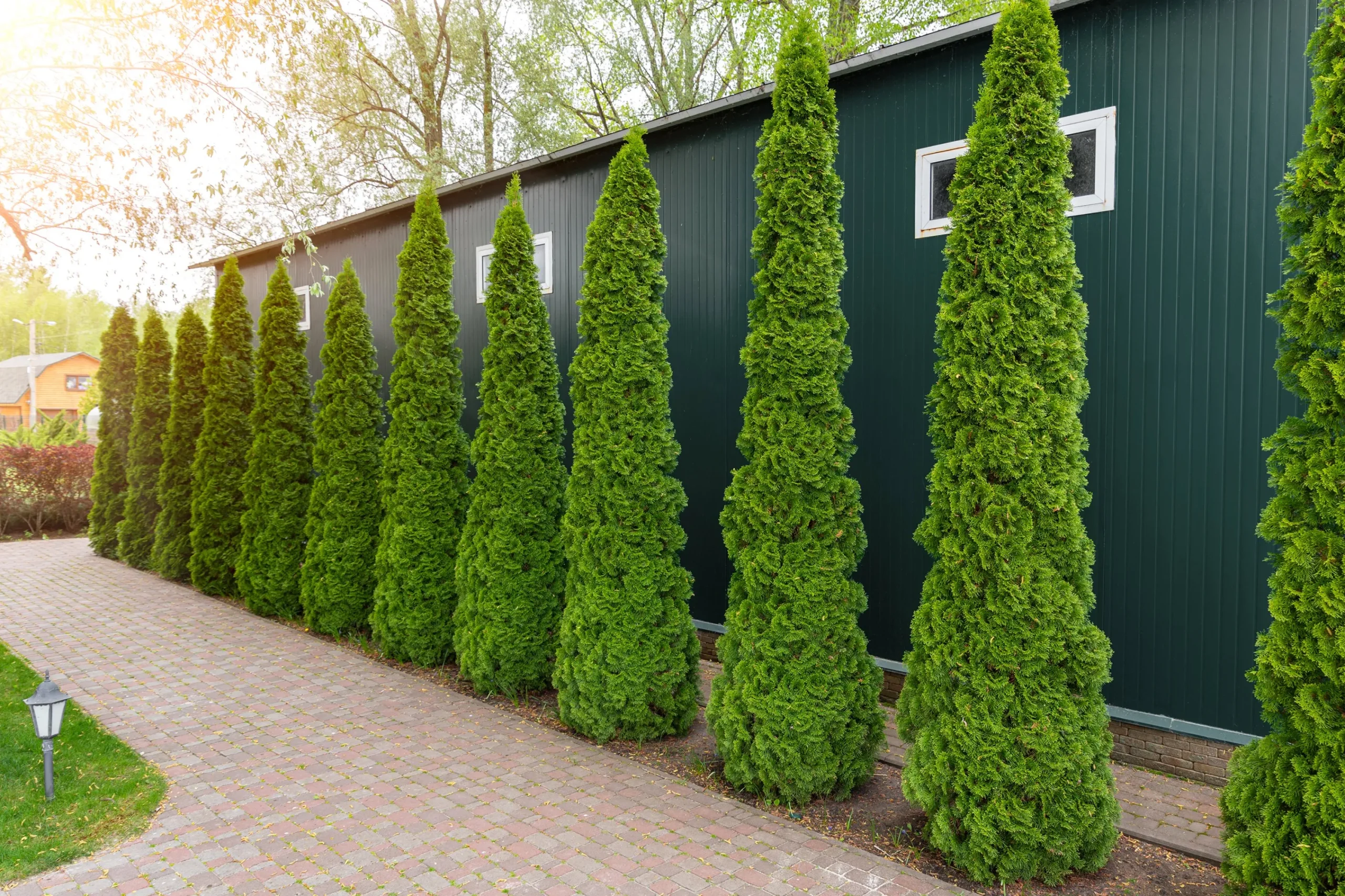 Ädeltuja 'Smaragd' 100-125cm Krukodlad>Omnia garden Sale