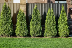 Ädeltuja 'Smaragd' 50-60cm Krukodlad>Omnia garden Outlet