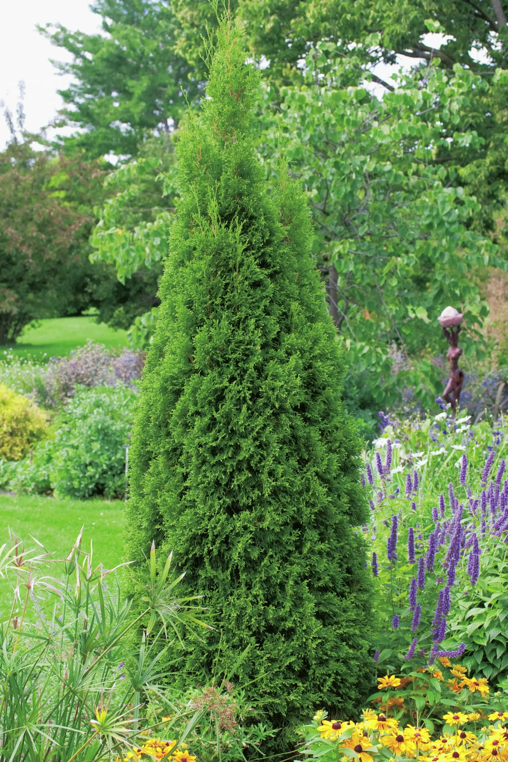 Ädeltuja 'Smaragd' 80-100cm Krukodlad>Omnia garden