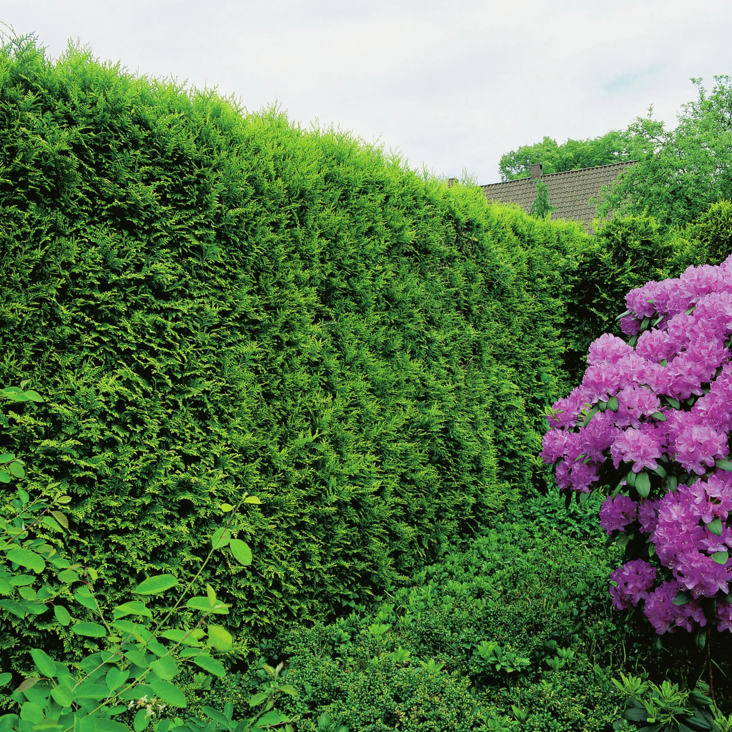 Ädeltuja 'Smaragd' 80-100cm Krukodlad>Omnia garden