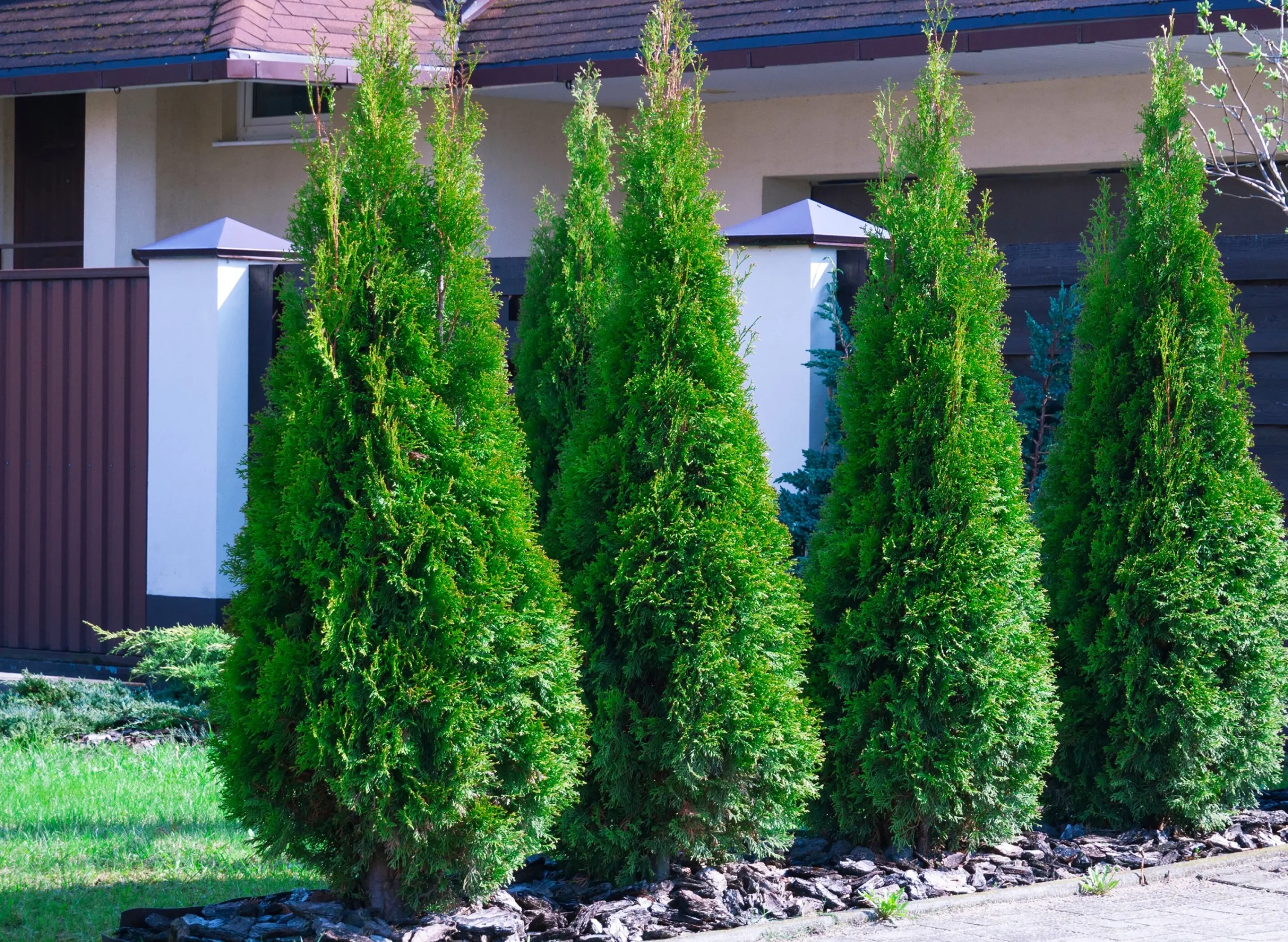 Ädeltuja 'Smaragd' 80-100cm Krukodlad>Omnia garden