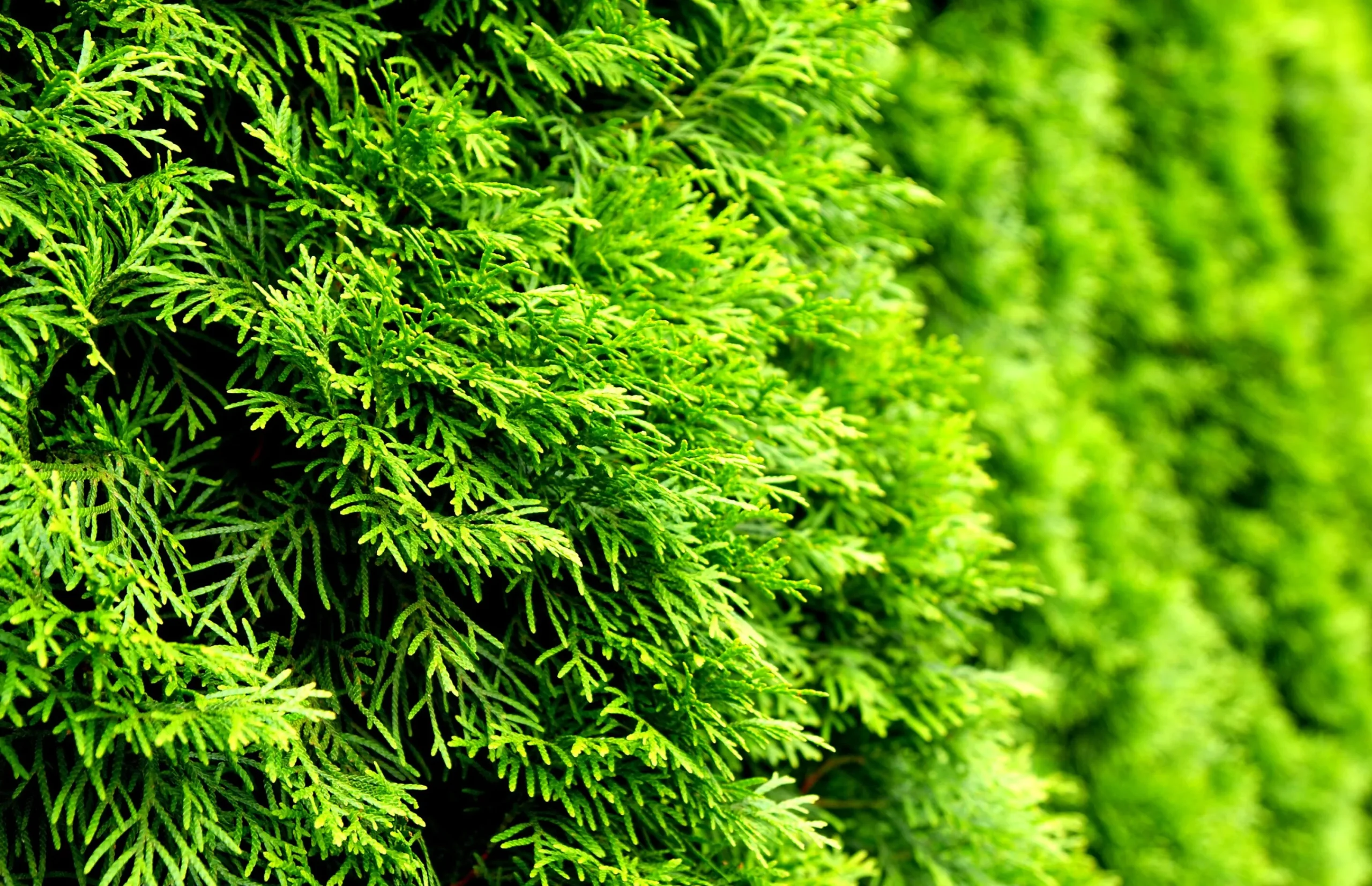 Ädeltuja 'Smaragd' 80-100cm Krukodlad>Omnia garden