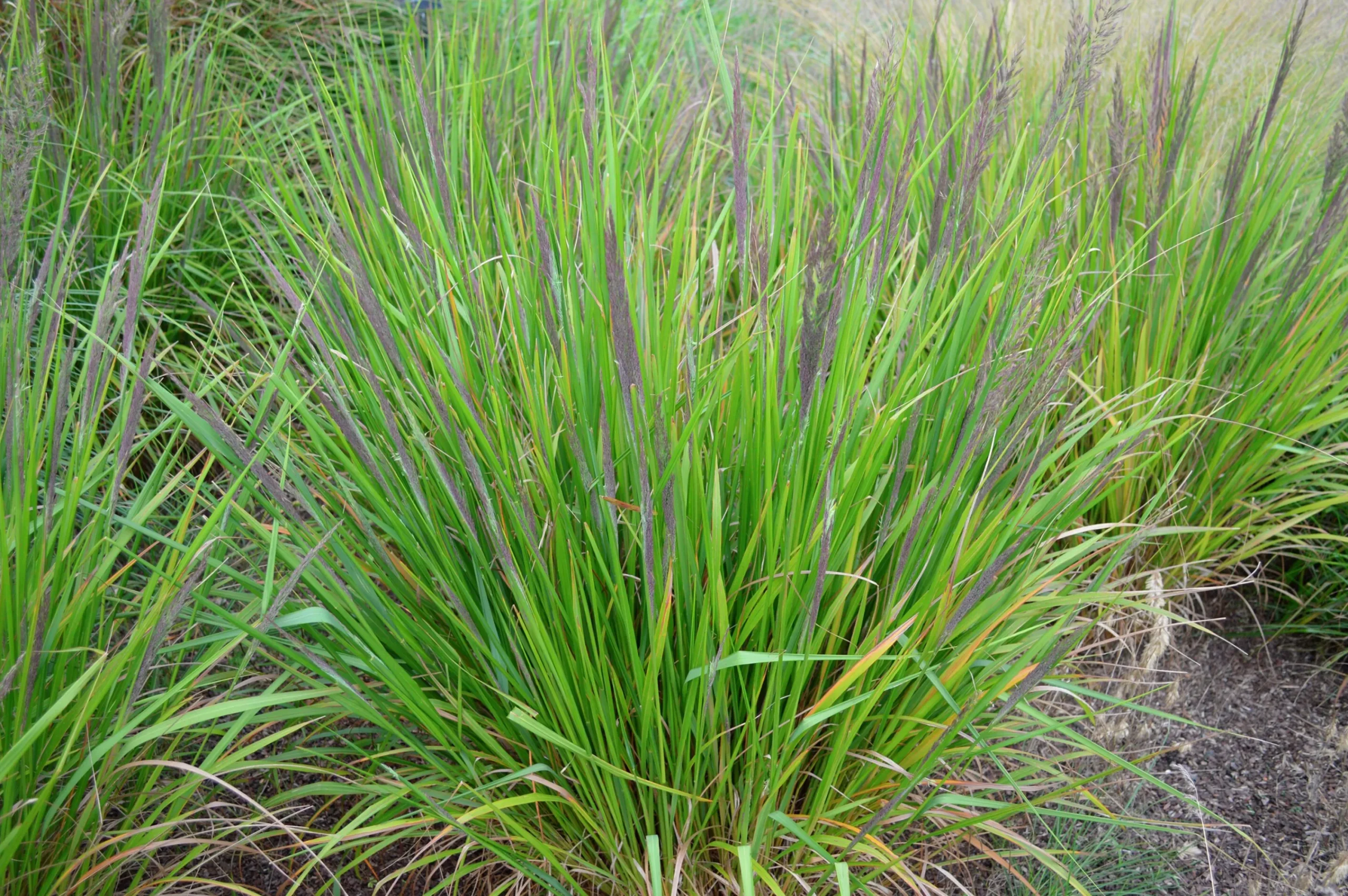 Diamantrör 2L>Omnia garden Clearance