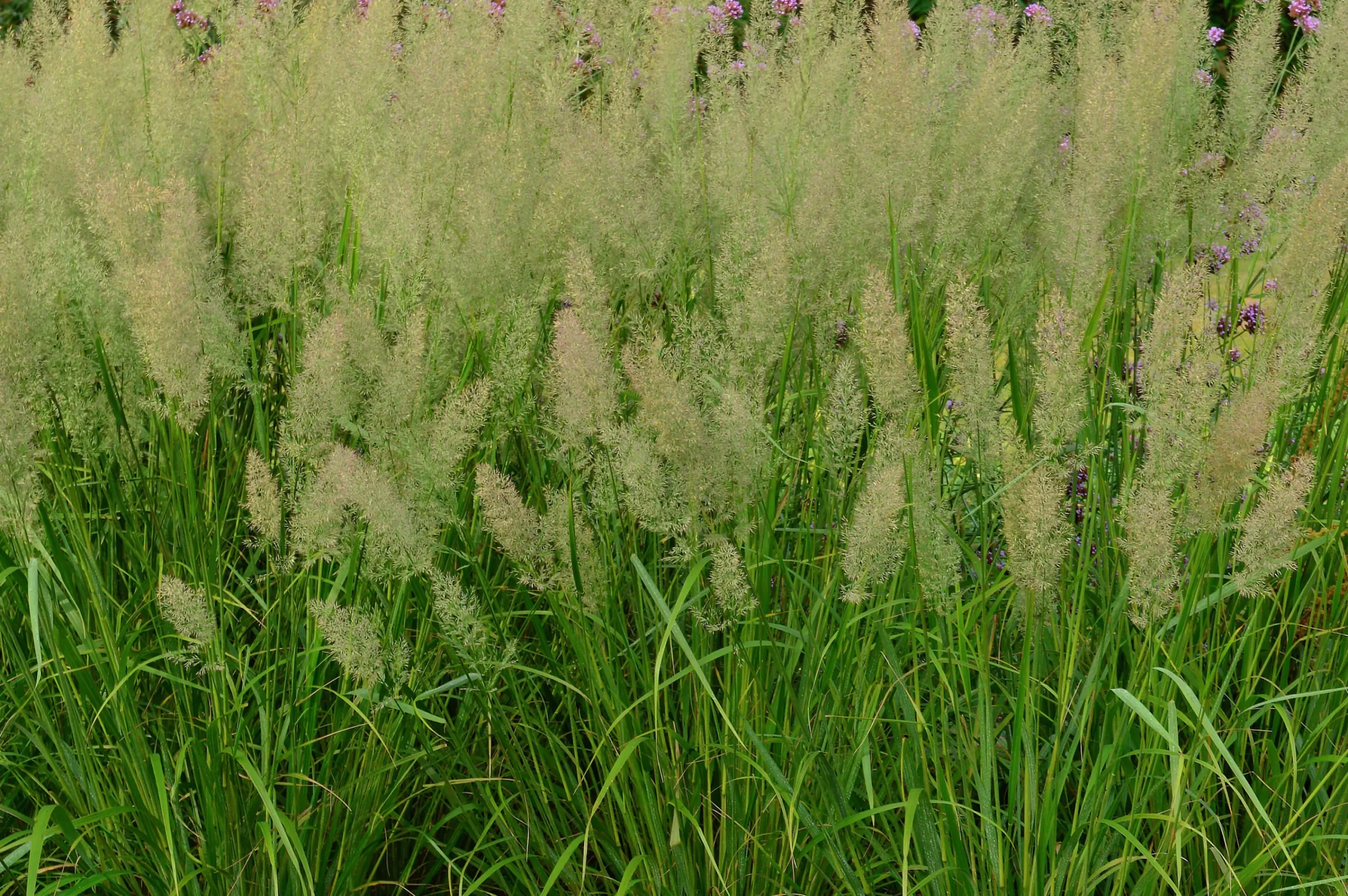 Diamantrör 2L>Omnia garden Clearance
