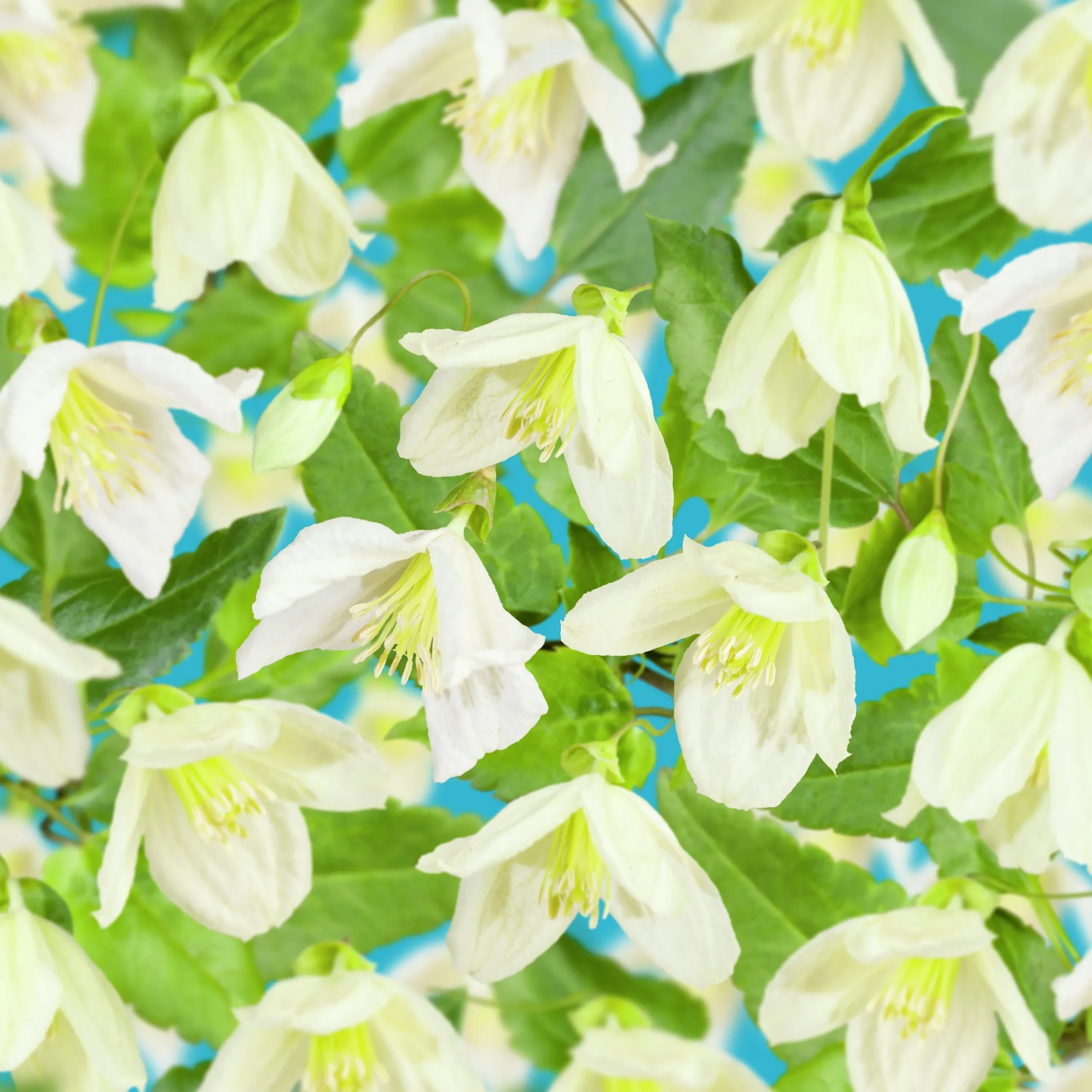 Dionysosklematis Cirrhosa 'Jingle Bells'>Omnia garden Hot