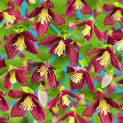 Dionysosklematis Cirrhosa 'Landsdowne Gem'>Omnia garden Hot