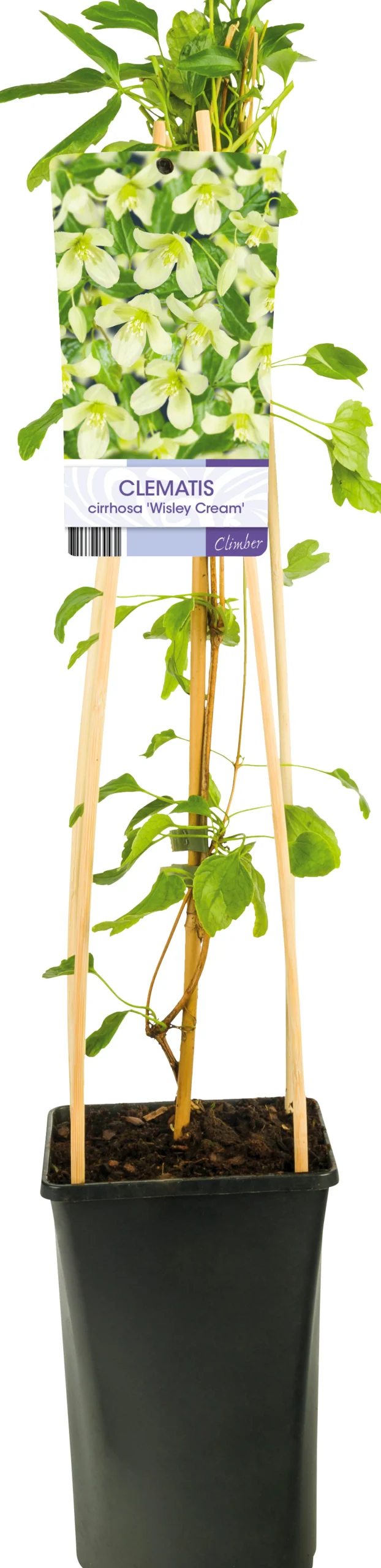 Dionysosklematis Cirrhosa 'Wisley Cream'>Omnia garden Online