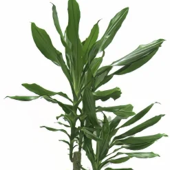 Doftdracaena lat. Dracaena fragrans Mix i 17cm kruka>Mäster Grön Sale